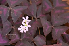Oxalis triangularis